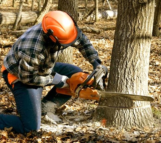 Tree Removal in Weston, GA